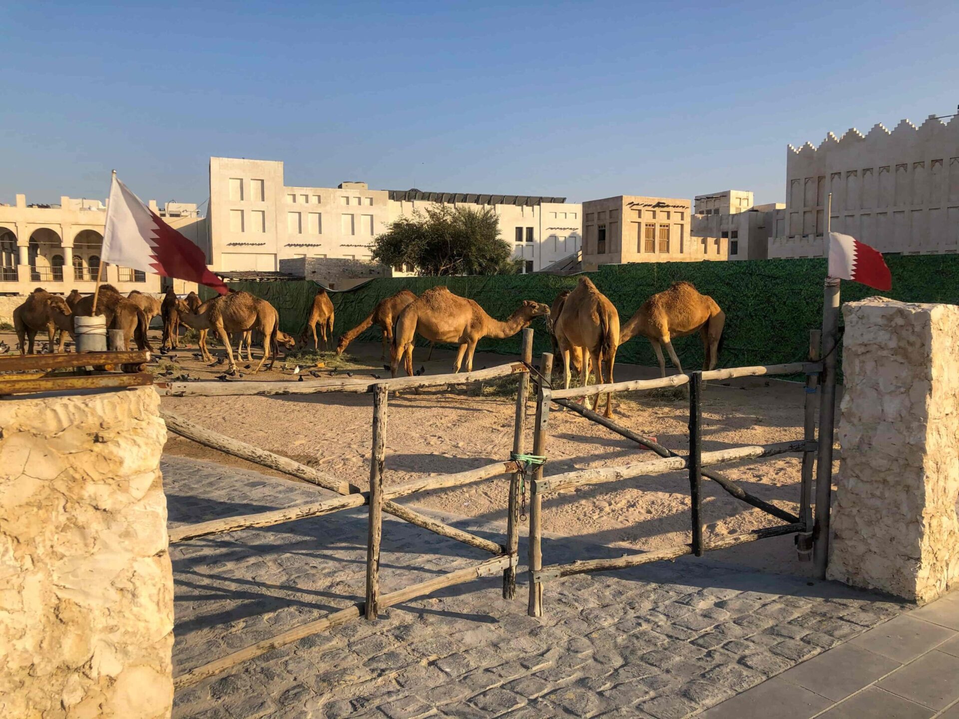 doha camels develer gezi